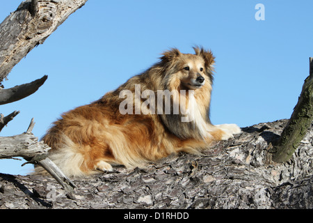 Chien de berger Shetland Sheltie sable / adultes (blanc) qui se trouve sur un arbre Banque D'Images