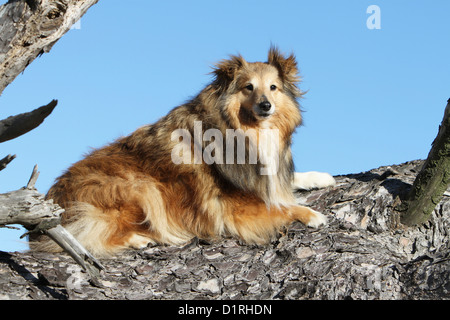 Chien de berger Shetland Sheltie sable / adultes (blanc) qui se trouve sur un arbre Banque D'Images