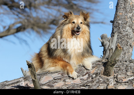 Chien de berger Shetland Sheltie sable / adultes (blanc) qui se trouve sur un arbre Banque D'Images