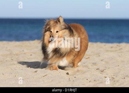 Chien de berger Shetland Sheltie sable / adultes (blanc) s'exécutant sur la plage Banque D'Images