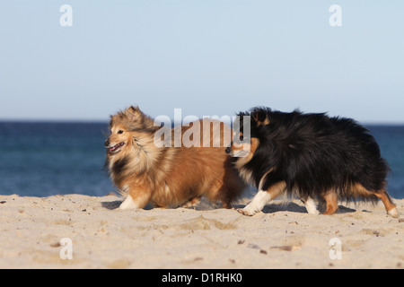 Chien de berger Shetland Sheltie / deux adultes (blanc et sable) tricolore sur la promenade de la Banque D'Images