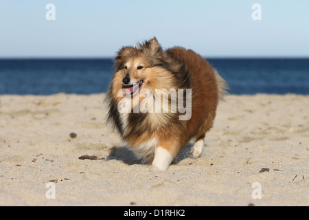 Chien de berger Shetland Sheltie sable / adultes (blanc) s'exécutant sur la plage Banque D'Images