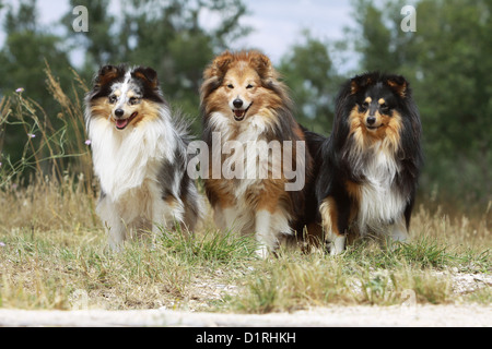 Chien de berger Shetland Sheltie / trois adultes (bleu merle, sable blanc et tricolor) dans un pré Banque D'Images