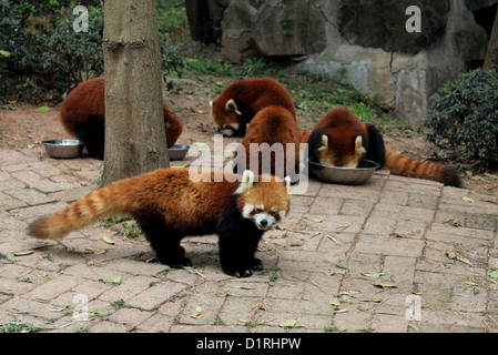 Pandas rouges à la base de recherche de Pandas de Chengdu en Chine Banque D'Images