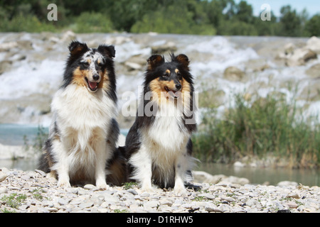 Chien de berger Shetland Sheltie / deux adultes (bleu merle et tricolor) assis devant une cascade Banque D'Images