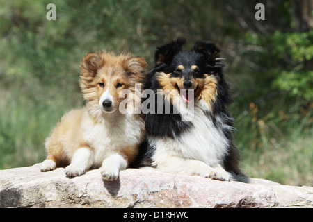 Chien de berger Shetland Sheltie / adulte et chiot (blanc et sable tricolor) lying on a rock Banque D'Images