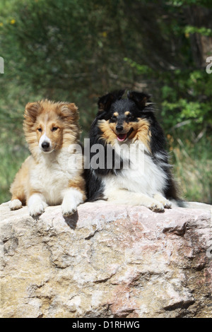 Chien de berger Shetland Sheltie / adulte et chiot (blanc et sable tricolor) lying on a rock Banque D'Images