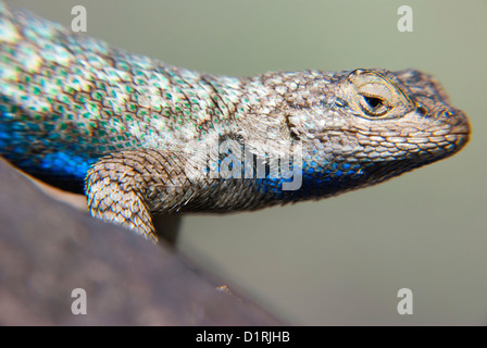 Lizard sur un rocher à côté de l'Owyhee River dans l'Oregon. Banque D'Images