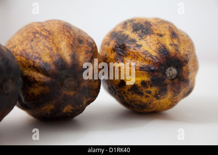 Les cabosses de cacao Cacao (jaune) packshot Banque D'Images