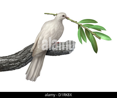 Colombe tenant un rameau d'isolé sur fond blanc comme un symbole de paix et de tranquillité et d'espoir pour l'avenir de l'humanité sur le voyage pour les droits de l'homme et de la liberté. Banque D'Images