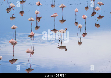 Flamingo en Parc National d'Arusha. Safari en Tanzanie du Sud Banque D'Images