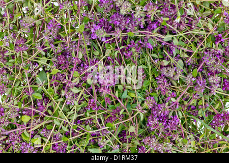 Medical et d'épices sauvages des forêts (origan) thym frais herbe fleur fleurs fond macro Banque D'Images