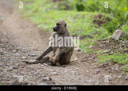 Les babouins en Parc National d'Arusha Tanzanie Afrique Banque D'Images