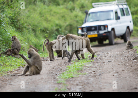 Les babouins et véhicule de safari dans le Parc National d'Arusha, Tanzanie Afrique Banque D'Images