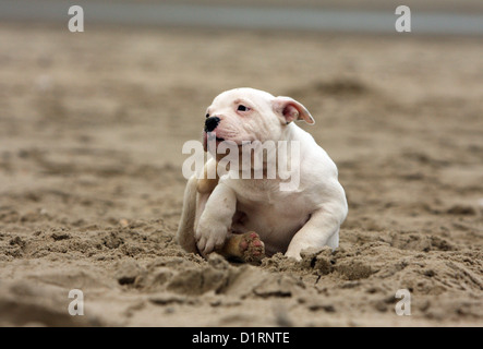 L'éraflure chien / chiot Bouledogue américain lui-même sur la plage Banque D'Images