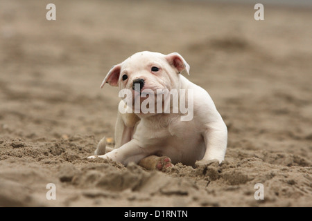 L'éraflure chien / chiot Bouledogue américain lui-même sur la plage Banque D'Images