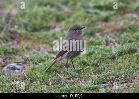 Rougequeue noir Phoenicurus ochruros Îles Shetland, Écosse, Royaume-Uni Banque D'Images