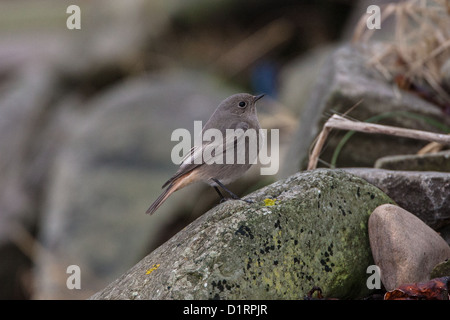 Rougequeue noir Phoenicurus ochruros Îles Shetland, Écosse, Royaume-Uni Banque D'Images