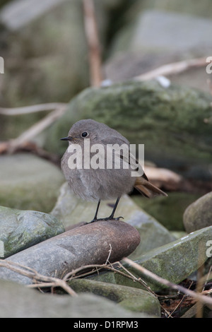 Rougequeue noir Phoenicurus ochruros Îles Shetland, Écosse, Royaume-Uni Banque D'Images