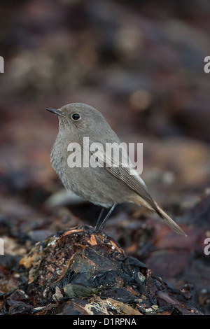 Rougequeue noir Phoenicurus ochruros Îles Shetland, Écosse, Royaume-Uni Banque D'Images