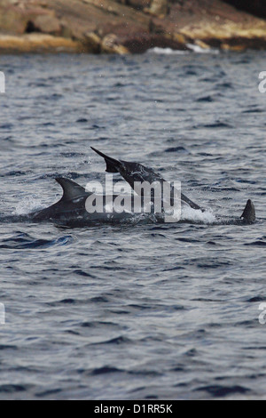 Les dauphins de Risso Grampus griseus Mère et son veau Mousa réserve RSPB Shetland Islands Scotland UK Banque D'Images