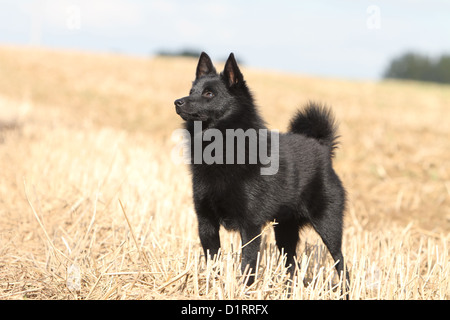 Adultes Schipperke chien debout dans un champ Banque D'Images