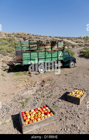 Vieux camion de tomate abandonnés dans la réserve naturelle à l'hôtel Sandos San Blas resort sur l'île de Tenerife, Canaries, Espagne. Banque D'Images