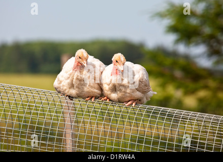 Deux parcours libre la moitié cultivées turquie poussins sur une ferme biologique. Banque D'Images