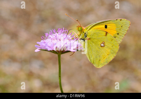 De The Macro papillon Colias croceus jaune assombrie se nourrissant de fleurs knautia Banque D'Images