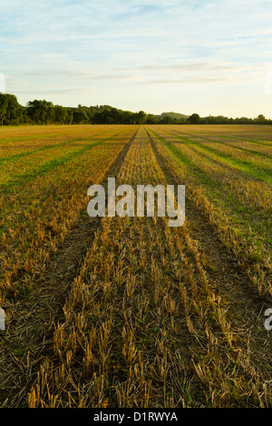 Champ moissonné. Les chaumes de blé sur les terres agricoles après la récolte et montrant une croissance nouvelle, Lancashire, England, UK Banque D'Images