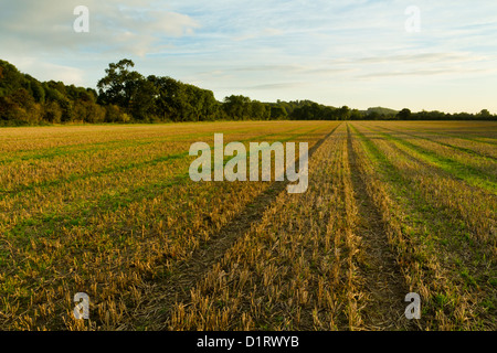 Les terres récoltées. Les chaumes de blé sur les terres agricoles après la récolte et montrant une nouvelle croissance. Nottinghamshire, Angleterre, RU Banque D'Images