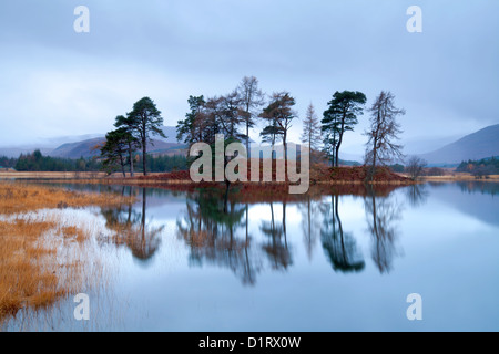 Pins sylvestres sur petite île Loch Tulla, pont de Orchy, Ecosse Banque D'Images