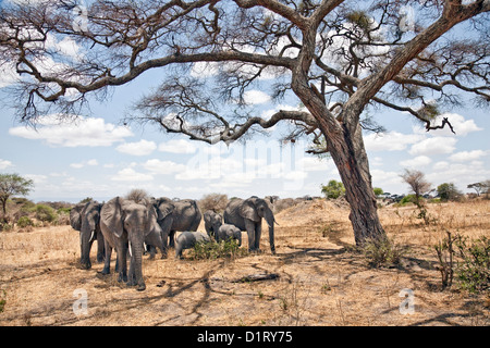 L'Afrique;'éléphant africain (Loxodonta Africana) troupeau dans le parc national de Tarangire sous un arbre d'ombrage en Tanzanie;l'Afrique de l'Afrique; Banque D'Images