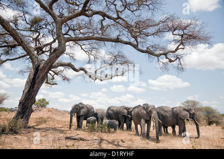 L'éléphant d'Afrique, Loxodonta (Africanan) troupeau de gazonner sous un arbre;parc national de Tarangire en Tanzanie;l'Afrique de l'Afrique; Banque D'Images