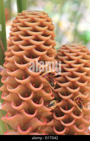 Miel de gingembre (zingiber spectabile) fleurs ruche Banque D'Images