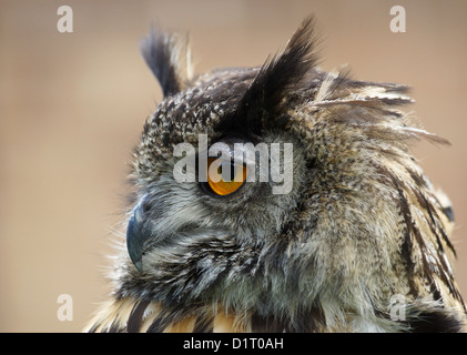 Photographie d'un grand hibou / Bubo bubo Banque D'Images