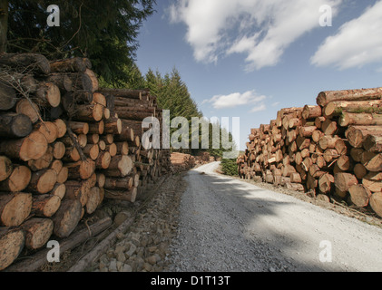 Journaux d'arbre fraîchement coupé empilés Banque D'Images