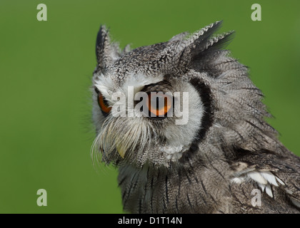 Northern White Owl / Ptilopsis leucotis face Banque D'Images