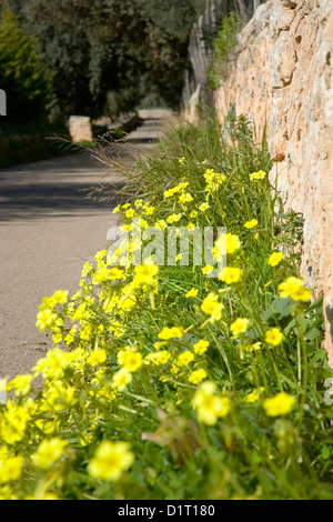 Alaró, Majorque, Iles Baléares, Espagne. Fleurs sauvages en fleurs à côté de la route de campagne tranquille. Banque D'Images