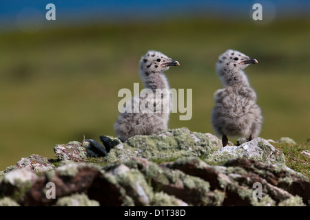 Plus deux poussins de goélands marins sur un mur en pierre sèche de l'Île, Skokholm, Pembrokeshire Banque D'Images