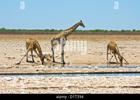 Les Girafes à un étang dans le parc d'Etosha, Namibie Banque D'Images