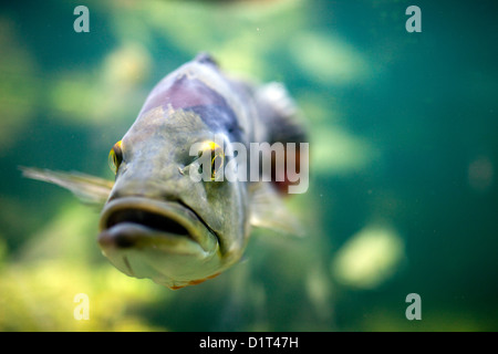 Berlin, Allemagne, un paon cichlid Aquarium à Berlin Banque D'Images