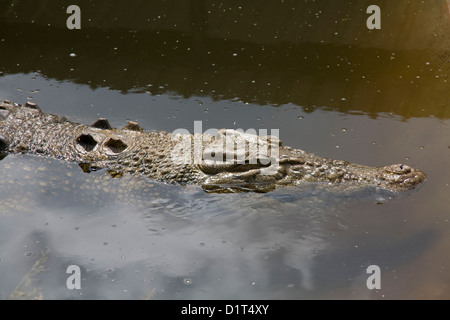 Saltwater crocodile mâle (portrait) Banque D'Images