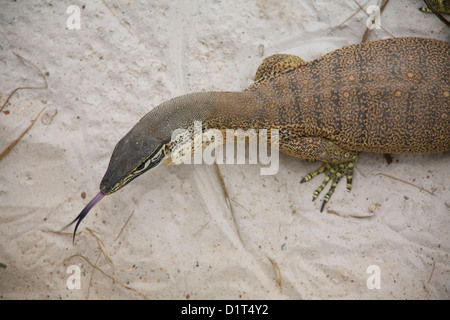 Le sable, parfois appelé Moniteur Moniteur Goulds ou Goulds Goanna, est la plus commune des Australian goanna. Banque D'Images