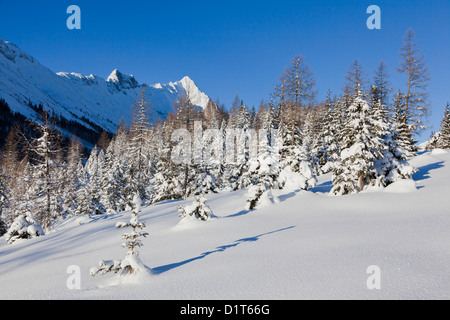 Valley Gaistal avec la neige durant l'hiver profond dans le Tyrol, Autriche. La forêt de montagne avec dans les arbres Banque D'Images