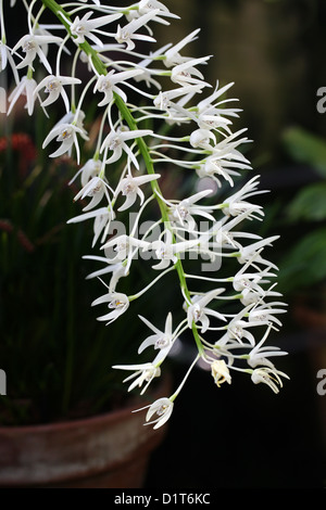 Orchidée dendrobium en suspens, le Roi, ou Rock Lily, Dendrobium speciosum, Orchidaceae. L'Australie. Banque D'Images