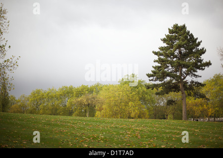 Photographie de paysage d'arbres dans le parc de bois rond, North West London, NW10, Royaume-Uni Banque D'Images