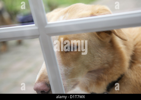 Labrador, Collie, regardant par la fenêtre Banque D'Images