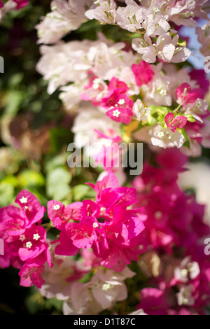 Bougainvilliers rose et blanc en plein soleil Banque D'Images