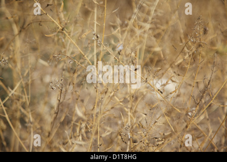 De l'herbe sèche abstract Banque D'Images